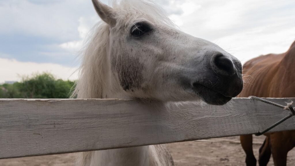 La importancia de la recreación en hogares geriátricos de Medellín: Descubre actividades enriquecedoras.