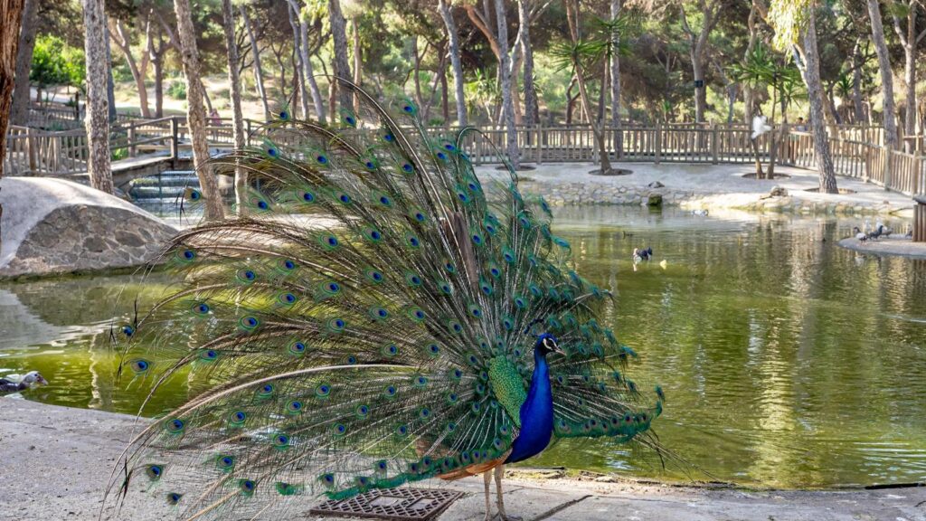 Jardines terapéuticos en hogares geriátricos de Medellín: Donde la naturaleza se convierte en aliada para una vida plena, creando un ambiente donde cada residente se siente parte de un lugar lleno de calma.