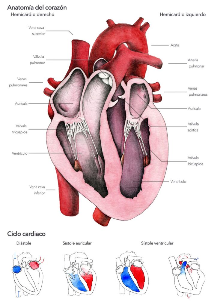 ¡Revive tu Corazón! Hogares Geriátricos en Medellín que Controlan la Presión Arterial con Compromiso