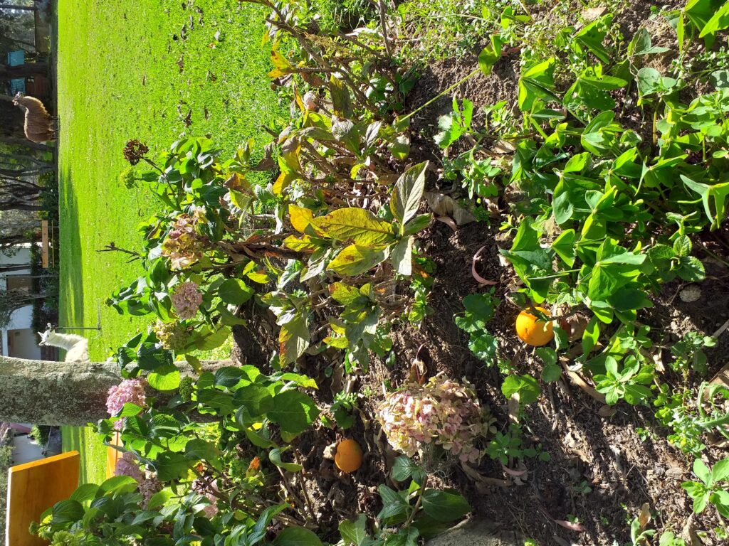 Top 7 Plantas Medicinales en Medellín: Aliadas para Afrontar la Diabetes en Geriátricos