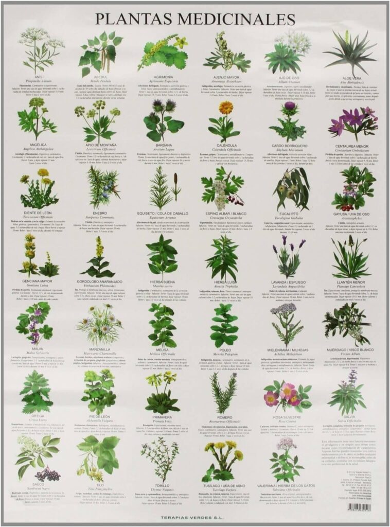 Plantas curativas que ayudan a mejorar el bienestar emocional en adultos mayores