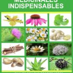 Plantas curativas que ayudan a fortalecer el sistema inmune en la tercera edad