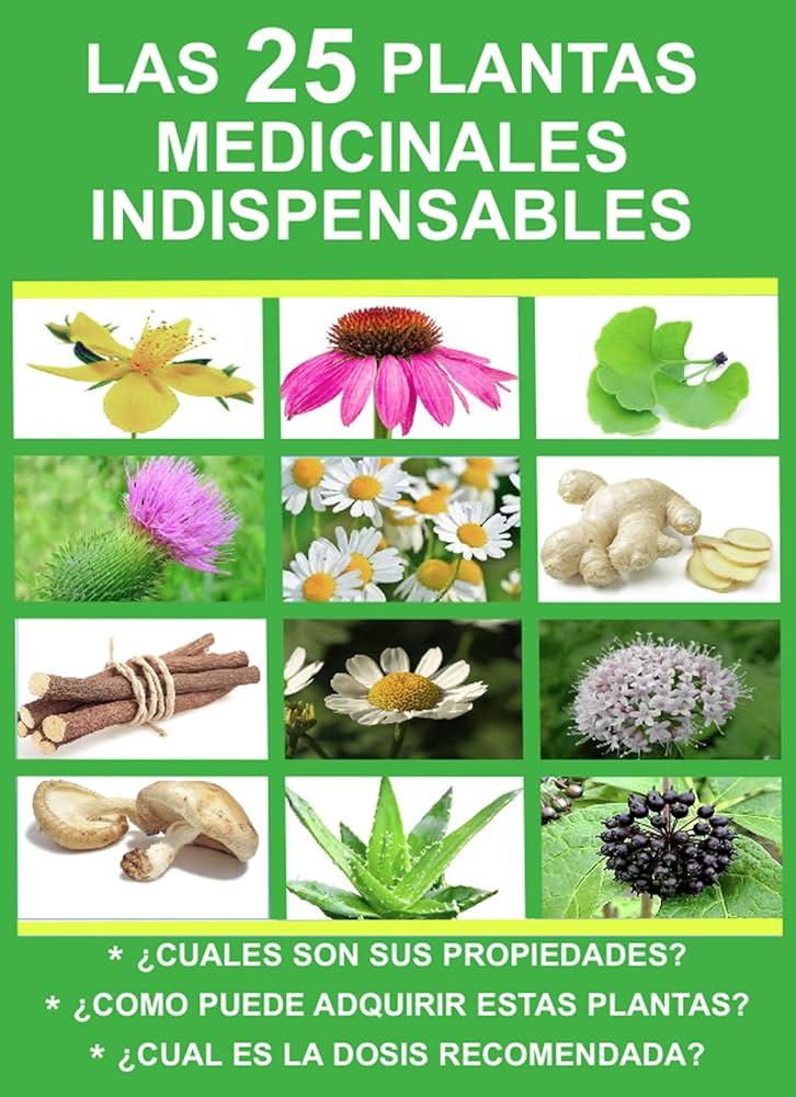 Plantas curativas que ayudan a fortalecer el sistema inmune en la tercera edad
