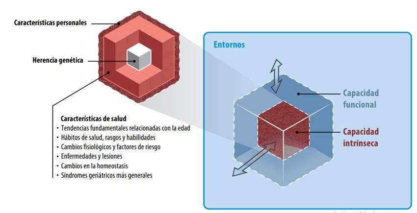 Importancia de la movilidad en la tercera edad