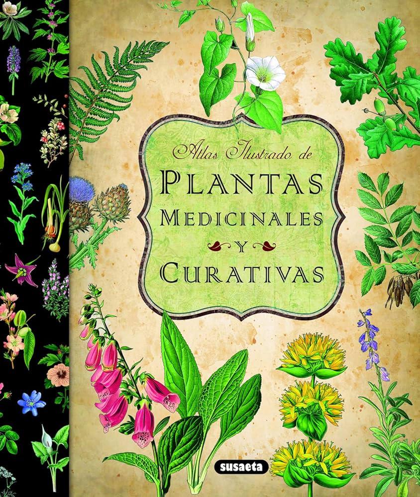 Plantas medicinales ideales para fortalecer el sistema inmunológico en adultos mayores