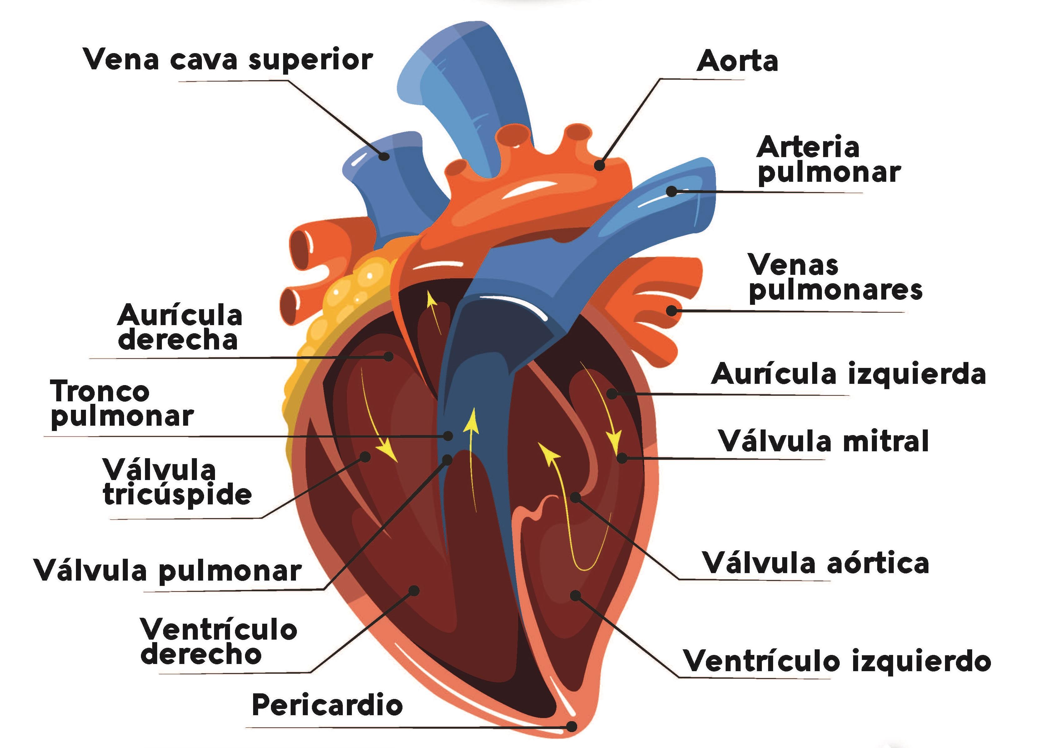 Cómo combinar el corazón y la razón para tomar la mejor decisión