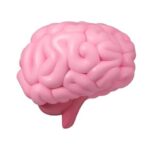 «El cerebro social: cómo las conexiones humanas rejuvenecen neuronas en Sonríe a la Vida»