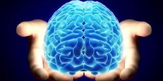 «Neuroprotección natural: compuestos que Sonríe a la Vida incorpora en su menú diario»