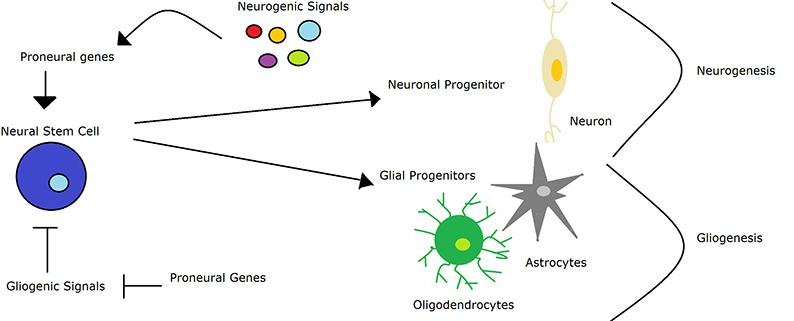 Importancia de estimular la neurogénesis en personas mayores