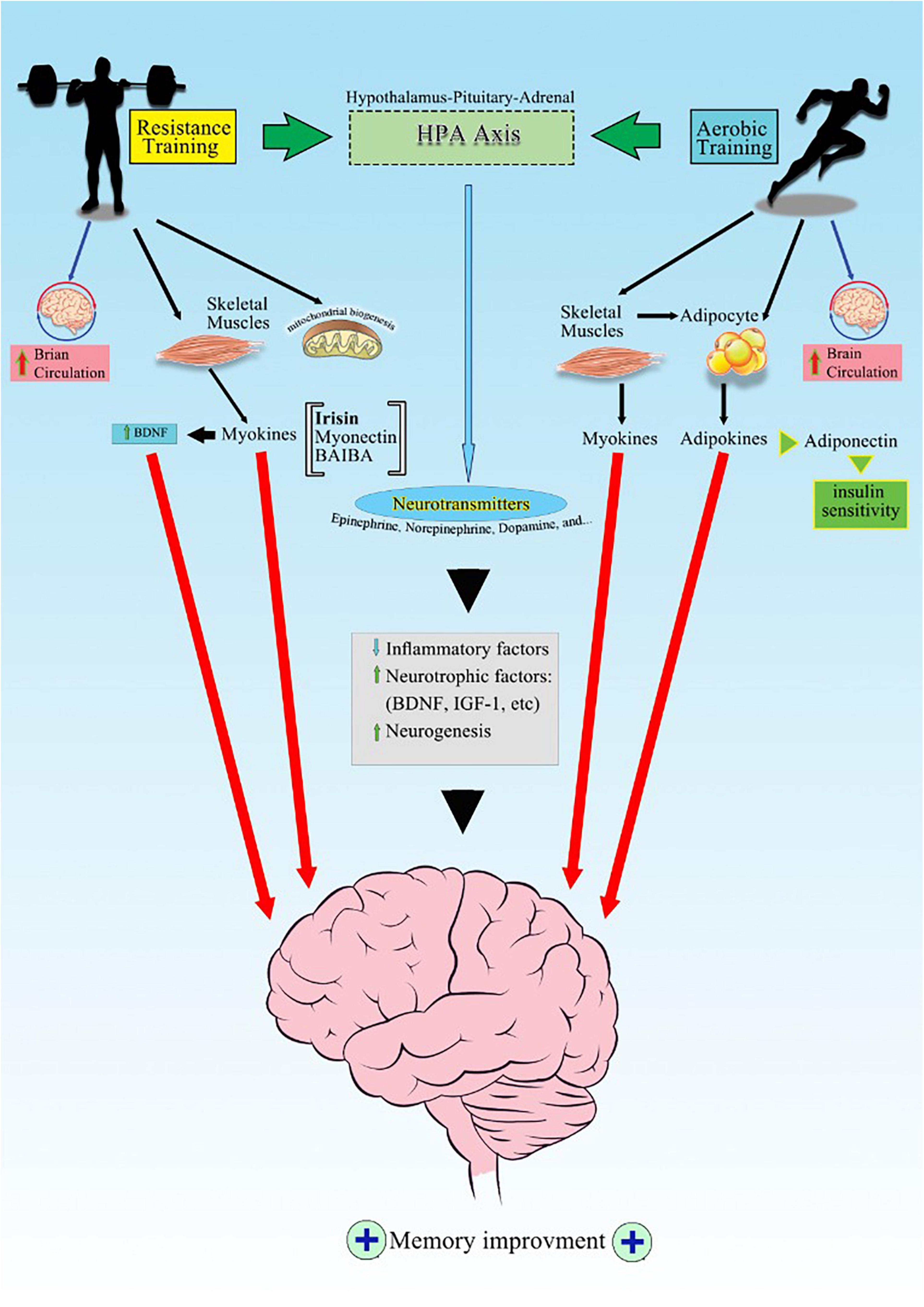 Recomendaciones para la estimulación de la neurogénesis en la tercera edad