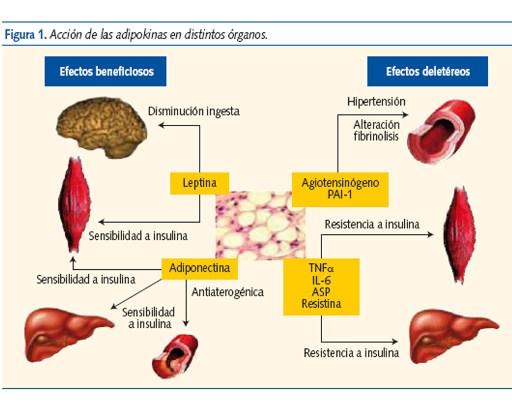 Cambios Metabólicos en la Vejez y su Impacto en la Salud