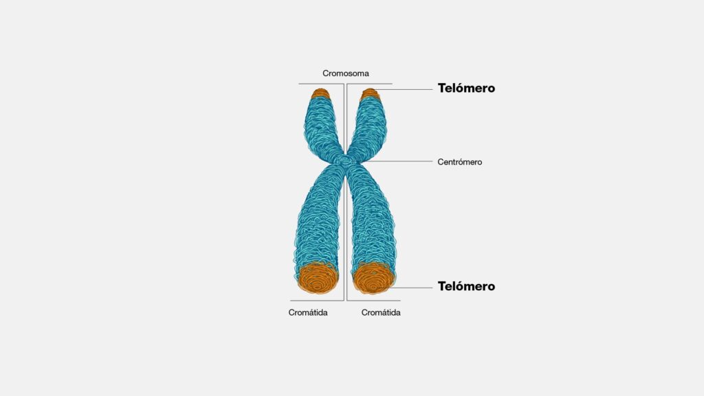 «Telómeros y envejecimiento: intervenciones que Sonríe a la Vida implementa»