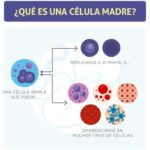 «Células madre y regeneración: terapias emergentes monitoreadas por Sonríe a la Vida»